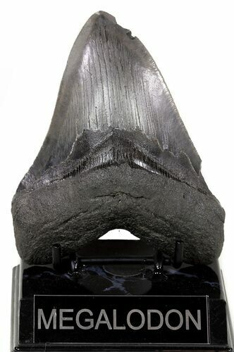 Grey, Serrated Megalodon Tooth - Georgia #55633